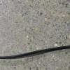 EverCross EV10S Max ABE Gas Reglar Daumen Gas Throttle